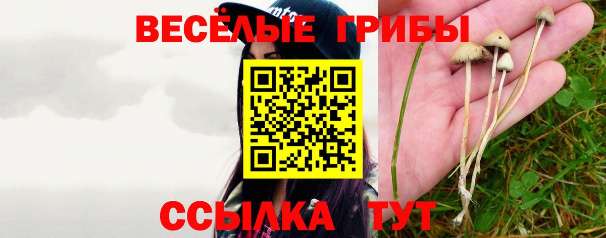 купить наркотик  Вход с VPN  Галлюциногенные грибы Psilocybine cubensis  Моршанск  Псилоцибиновые грибы Cubensis 
